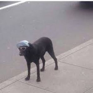 Meet your Posher, Romeo